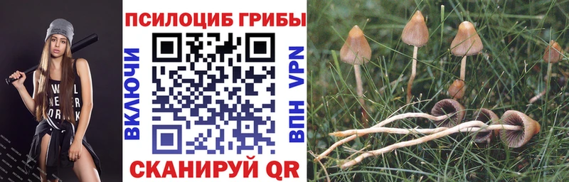 Псилоцибиновые грибы Cubensis  где можно купить   это какой сайт  Нарьян-Мар  МЕГА ONION 